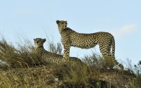 7 Days Safari Arusha Park/Lake Manyara/Serengeti Plains/Ngorongoro Crater/Tarangire Park